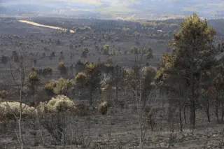 La Sierra de la Culebra tras el incendio en verano de 2022