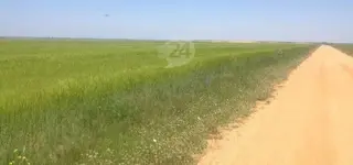El glifosato, presente en los herbicidas.