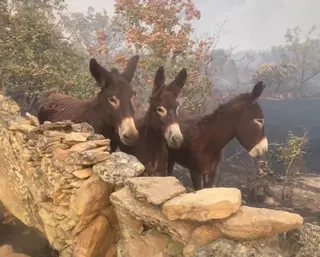 Los tres burritos que se han salvado del incendio de Fermoselle entre el terreno calcinado