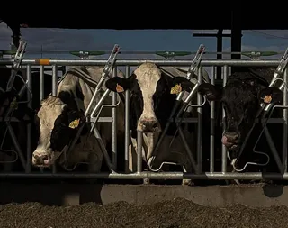Varias vacas en una explotación ganadera | María Lorenzo