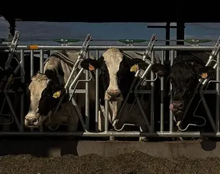 Varias vacas en una explotación ganadera | María Lorenzo