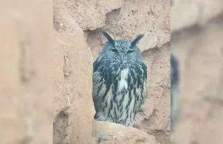Búho Real, una de las especies afectadas