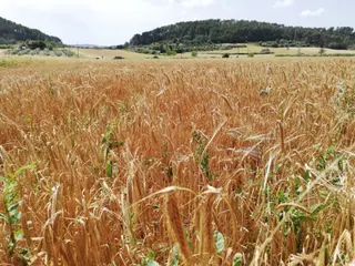 Campos de cultivo