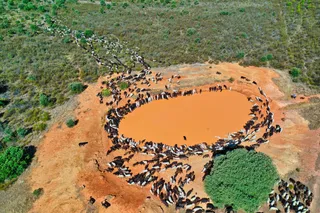 Traslado de 2000 ovejas desde Tábara a Fontanillas de Castro por falta de comida provocada por los incendios en la provincia de Zamora. Juan Luis Pérez, Lorenzo Arias y Maximino Pérez son tres pastores (1)