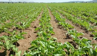 Terreno agrícola