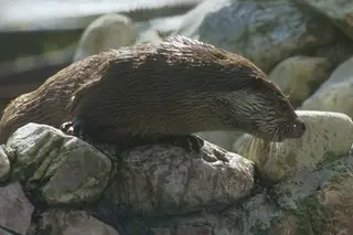 La nutria encontrada en Villafáfila es puesta en libertad tras los cuidados recibidos en Villaralbo