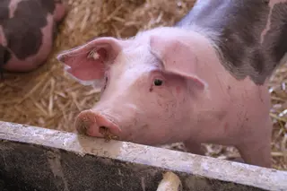 Un cerdo en una granja. Imagen libre de derechos.