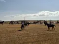 Tradicional encierro campero en Toro este sábado