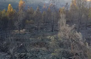 Imagen de la zona afectada