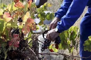 Recogiendo uvas viñas