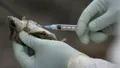 Pruebas de laboratorio con la cepa de Hantavirus. EUROPAPRESS