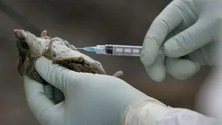 Pruebas de laboratorio con la cepa de Hantavirus. EUROPAPRESS