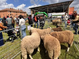 Feria de San Miguel en Carbajales de Alba