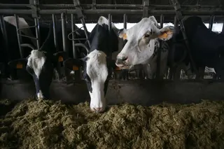 Archivo - Varias vacas en una ganadería de lácteo - Carlos Castro - Europa Press - Archivo