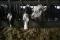 Archivo - Varias vacas en una ganadería de lácteo - Carlos Castro - Europa Press - Archivo