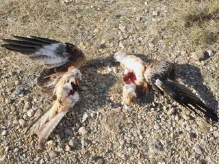 Riesgo de incendios forestales y mortalidad de aves: los riesgos que alude Ecologistas en Acción del parque eólico de Montelarreina