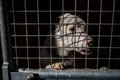 Perro en una protectora de animales. Archivo | EP