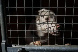 Perro en una protectora de animales. Archivo | EP