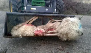UPA-COAG denuncia una nueva lobada en Sayago con 14 ovejas muertas y 70 desaparecidas