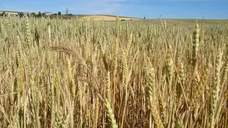 Cereal. Archivo
