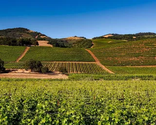 Un viñedo en la provincia