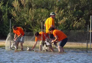 Voluntarios de la Casa del Parque de Villafáfila participan en una jornada de anillamiento con gaviotas