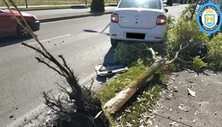 Se empotra contra un árbol por mirar la cola de personas que iban a vacunarse