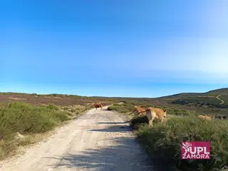 Medio rural. Camino.