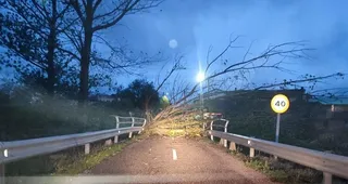 Árbol caído en la carretera entre Moral de Sayago y Moralina. Archivo