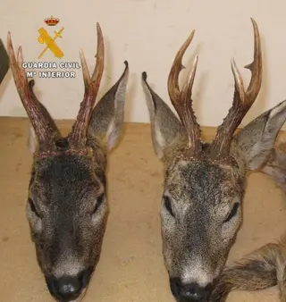 La Guardia Civil se incauta de siete animales muertos por caza ilegal