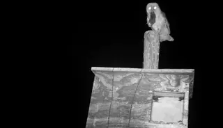 Morales de Toro instala cajas nido para aves rapaces que cazan topillos
