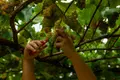 Una persona recoge uvas de una parra durante la época de vendimia. Elena Fernández. Europa Press. Archivo