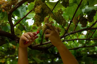Una persona recoge uvas de una parra durante la época de vendimia. Elena Fernández. Europa Press. Archivo