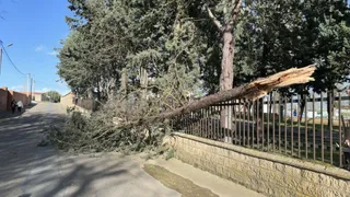 Tronco caído en Villaralbo durante la jornada de este miércoles por los fuertes vientos.