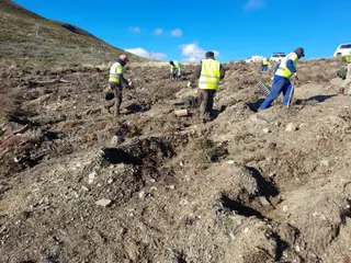 Repoblación forestal