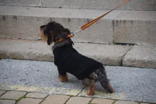 Mascota. Archivo