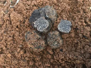 TRUFAS 1 (Copy)