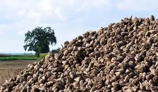 La Diputación apoya al sector de la remolacha contra el impuesto al azúcar