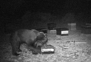 El oso que sigue rondando la colmena