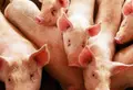 Cerdos. Porcino. Archivo