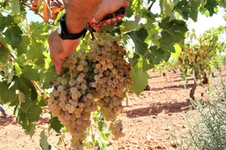 Una persona recoge uvas de una cosecha EP