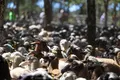 Feria de la trashumancia en San Vitero tras un verano en los pastos sanabreses