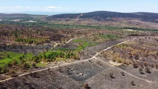 Imagen de un bosque dañado por el fuego