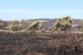 Incendio de Fermoselle. Paisaje calcinado tras el paso del fuego