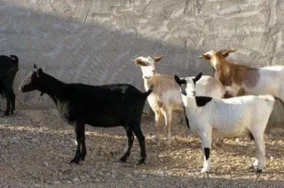 Cabras. Archivo