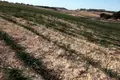 Imagen de una tierra de cultivo afectada por la sequía