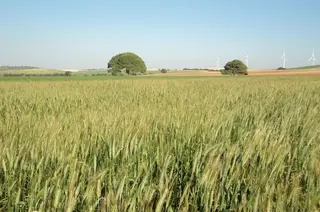Cultivo herbáceo secano.