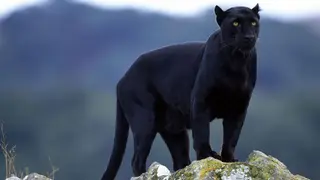 Pantera negra