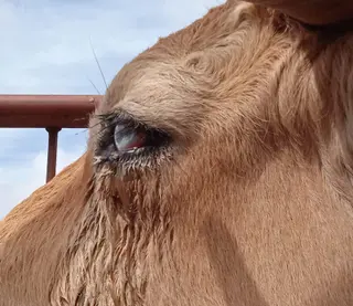 Una vaca que sufre la enfermedad hemorrágica epizoótica (EHE).