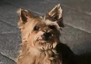 Pipa